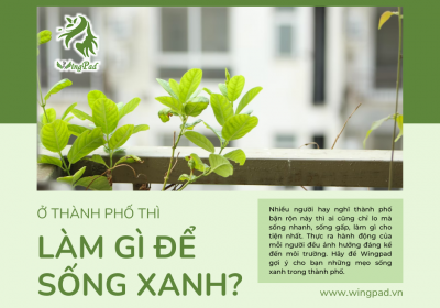 Ở THÀNH PHỐ THÌ LÀM GÌ ĐỂ SỐNG XANH?
