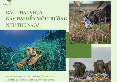 RÁC THẢI NHỰA GÂY HẠI ĐẾN MÔI TRƯỜNG NHƯ THẾ NÀO?