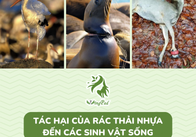 TÁC HẠI CỦA RÁC THẢI NHỰA ĐẾN CÁC SINH VẬT SỐNG