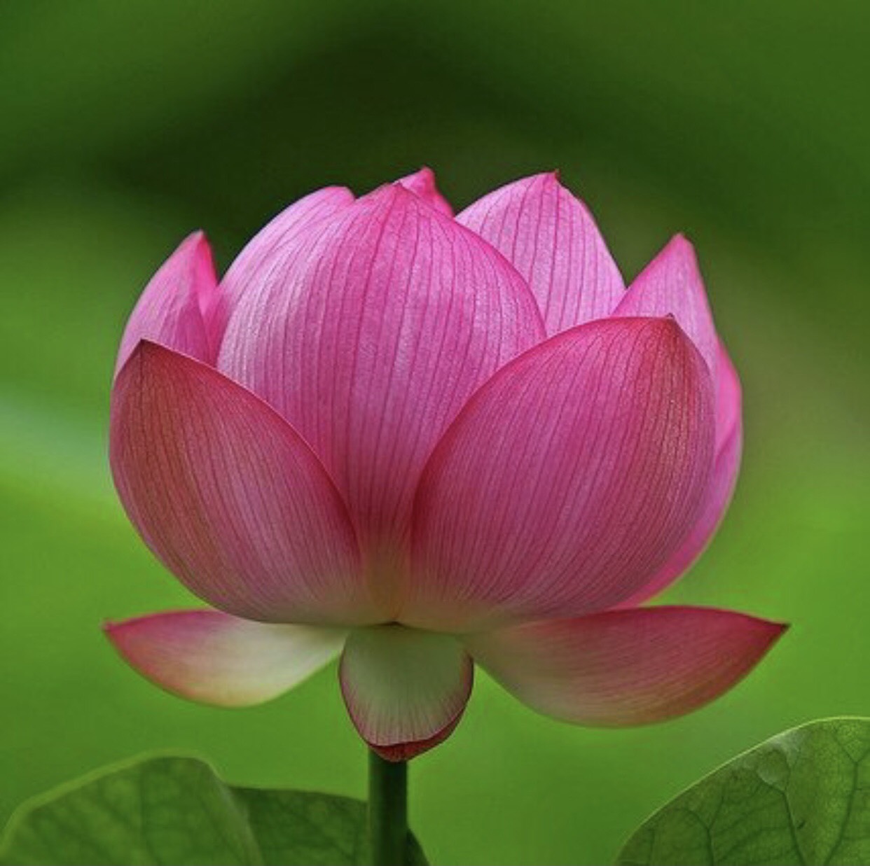 Chị LÊ HẢI LINH
